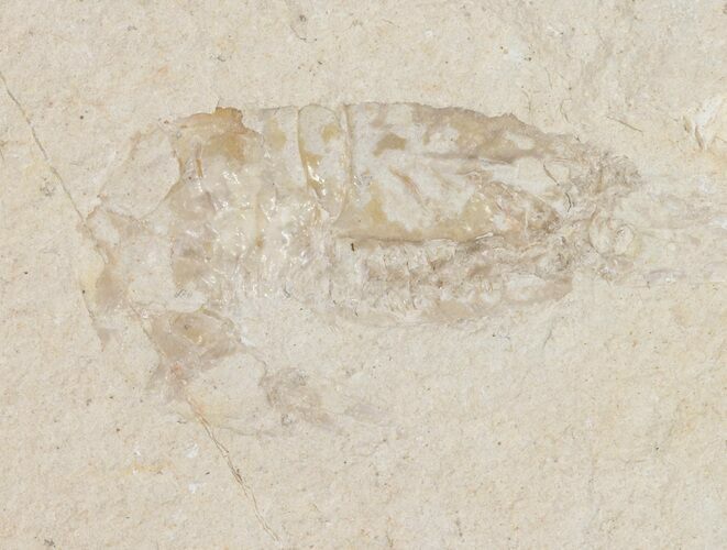 Two Cretaceous Fossil Shrimp - Lebanon #48569